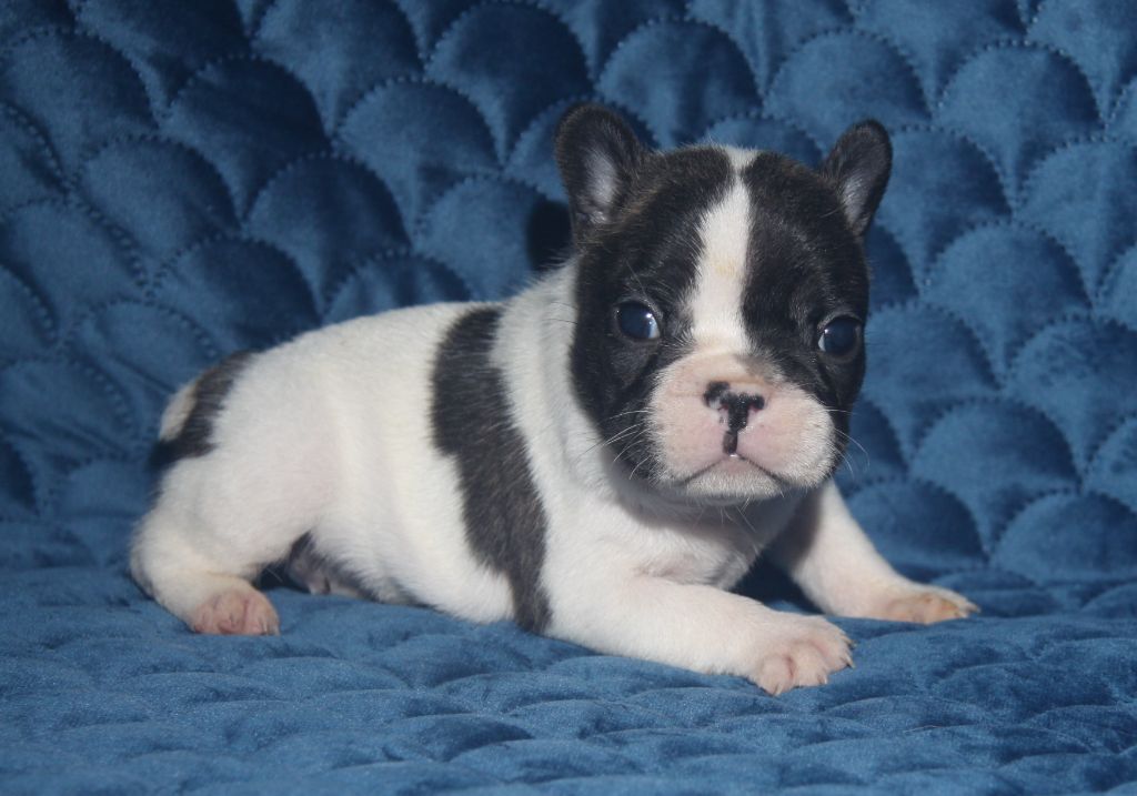 Uranie du Domaine d'urkantys