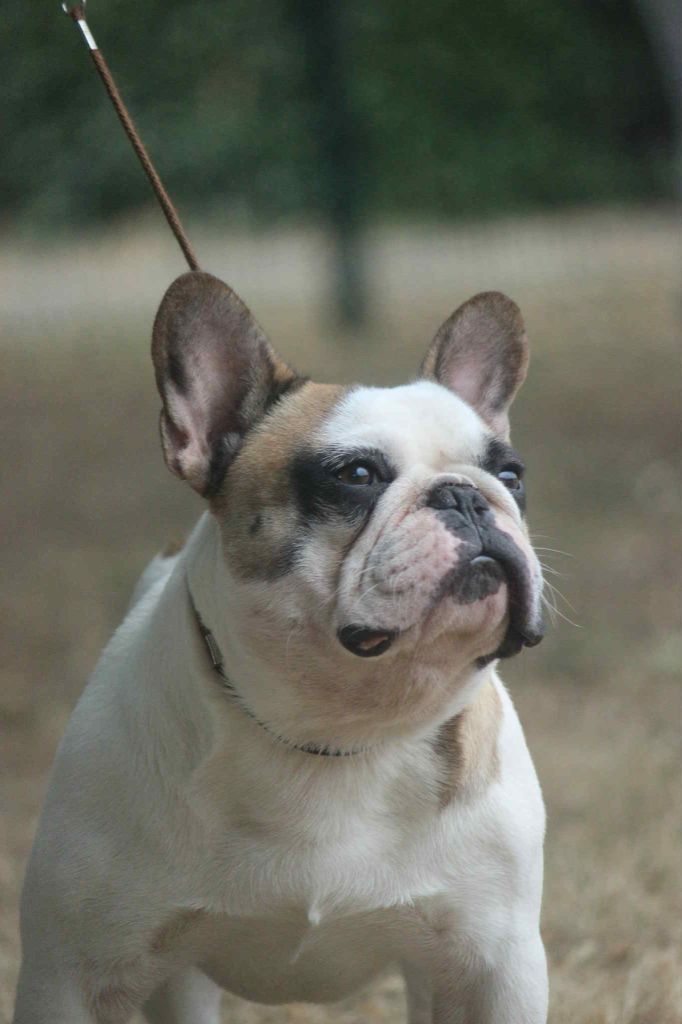 Voltarus le magnifique des Feuilleuses