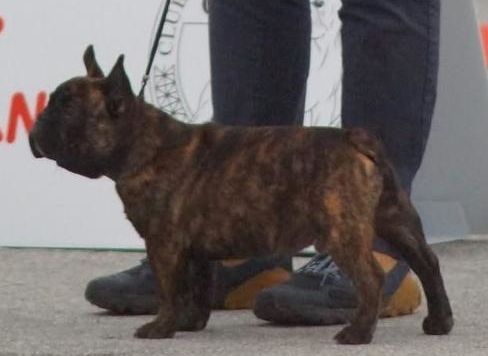 Vidocq du Domaine d'urkantys