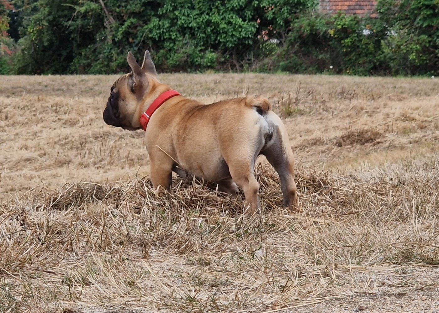 Jeune chienne adulte à placer !