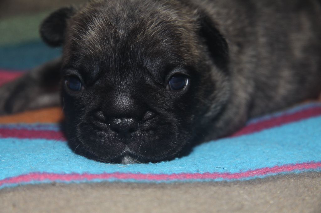 du Domaine d'urkantys - Chiots disponibles - Bouledogue français