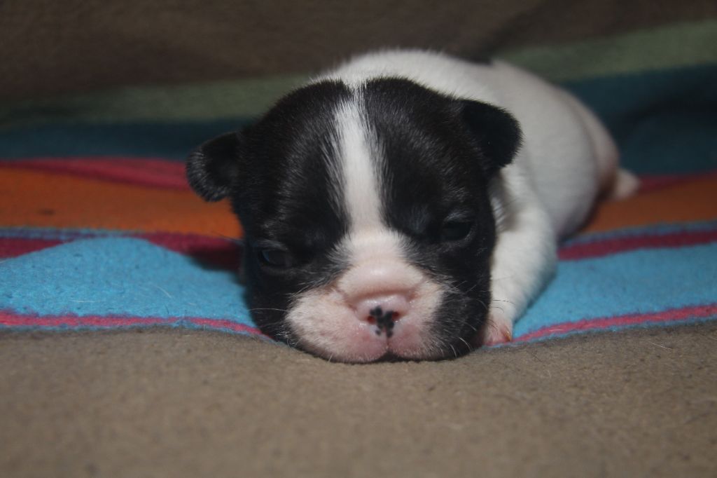 du Domaine d'urkantys - Chiots disponibles - Bouledogue français