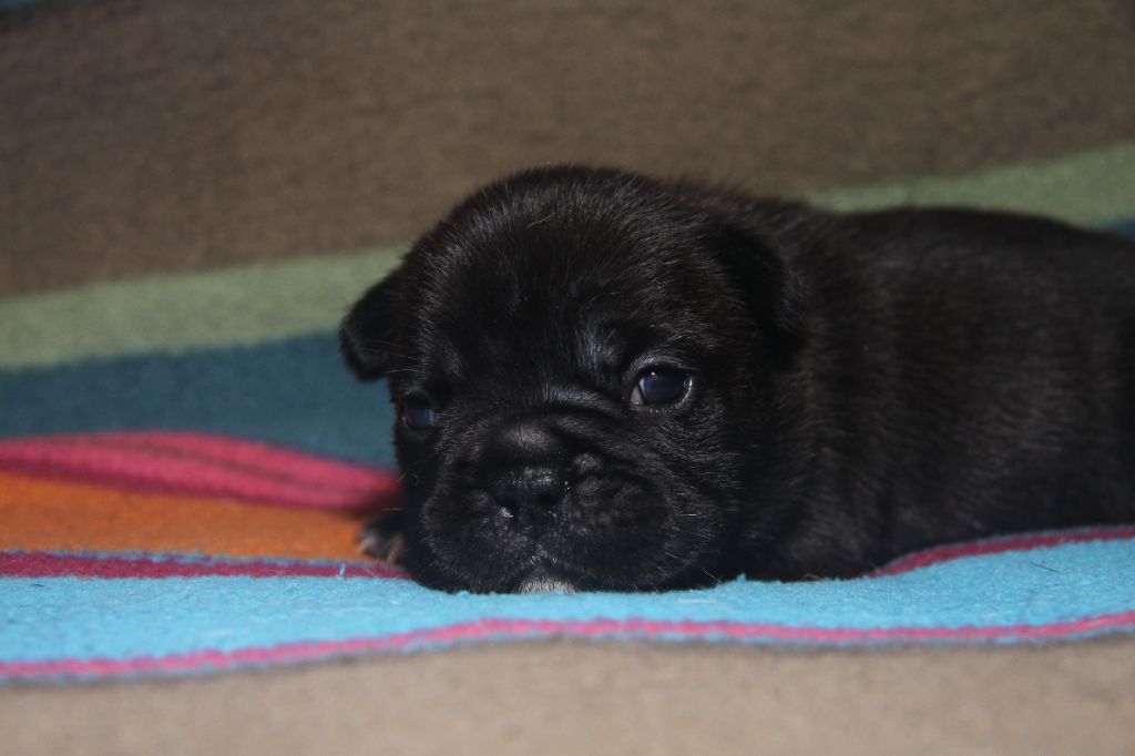 du Domaine d'urkantys - Chiots disponibles - Bouledogue français