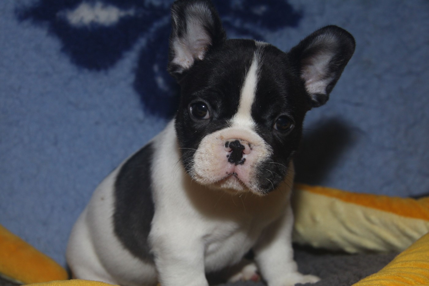 du Domaine d'urkantys - Chiots disponibles - Bouledogue français