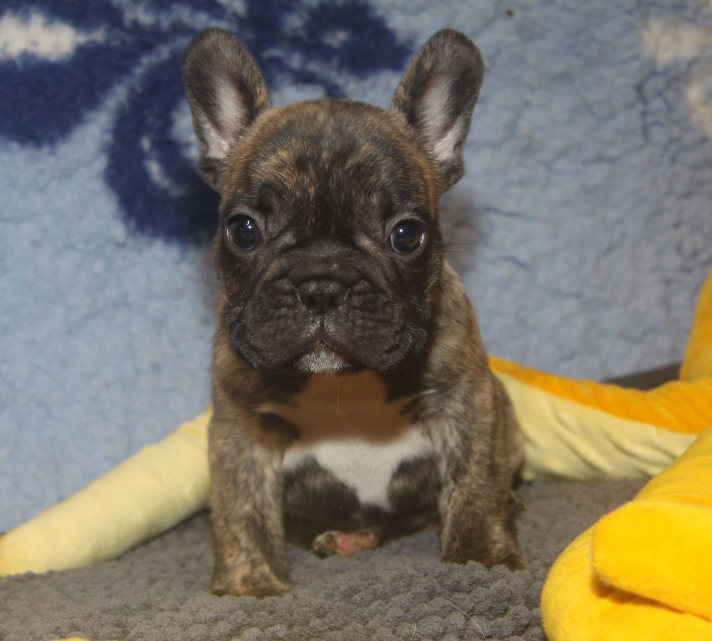 du Domaine d'urkantys - Chiots disponibles - Bouledogue français