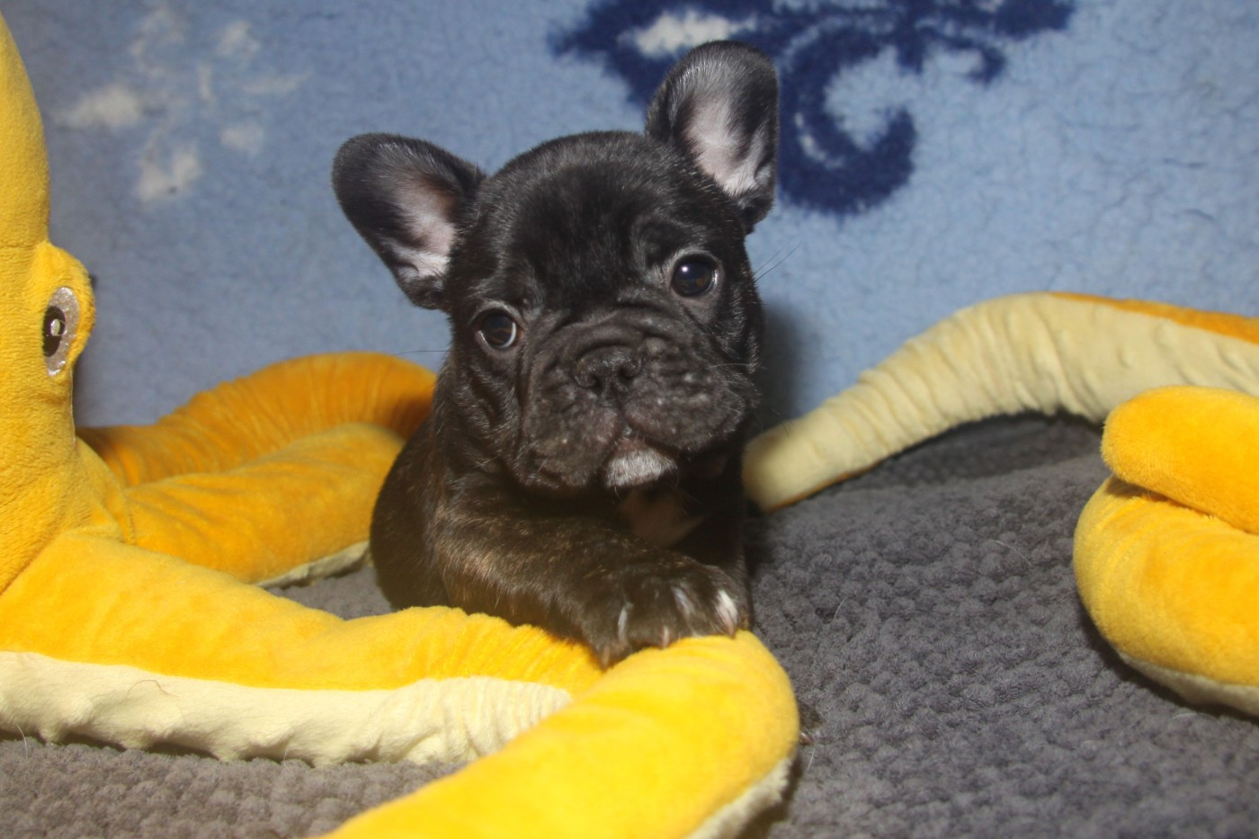 du Domaine d'urkantys - Chiots disponibles - Bouledogue français