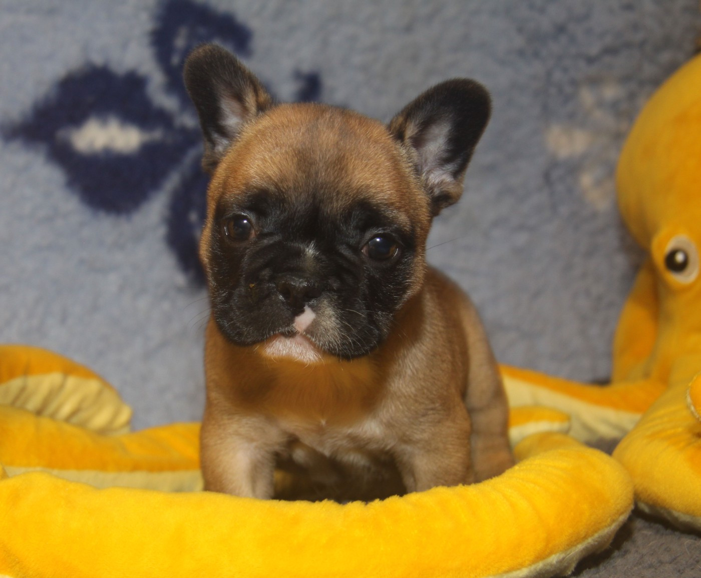 du Domaine d'urkantys - Chiots disponibles - Bouledogue français