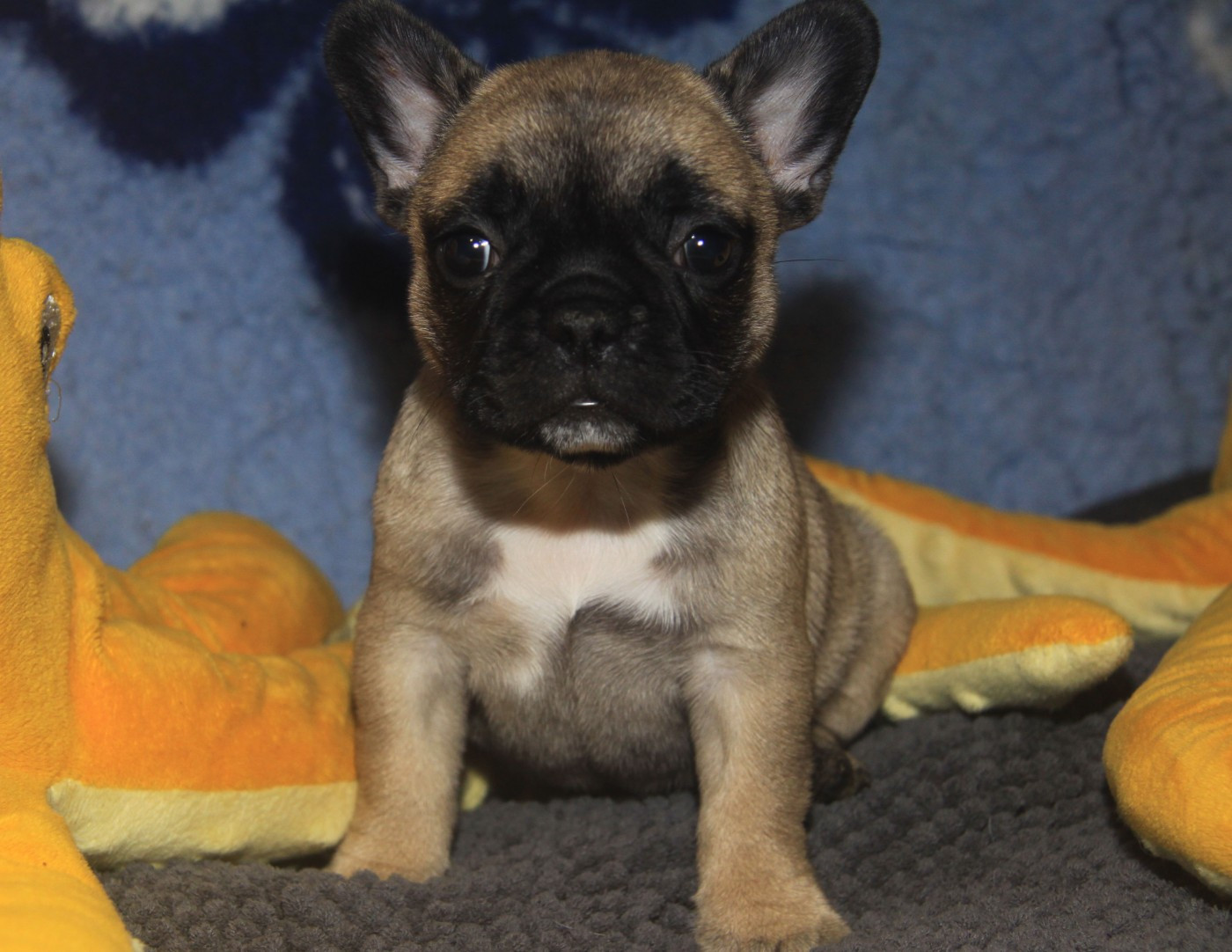du Domaine d'urkantys - Chiots disponibles - Bouledogue français
