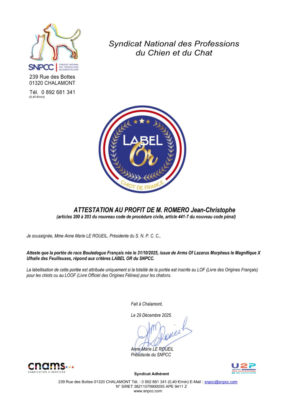 Chiot Bouledogue français du Domaine d'urkantys