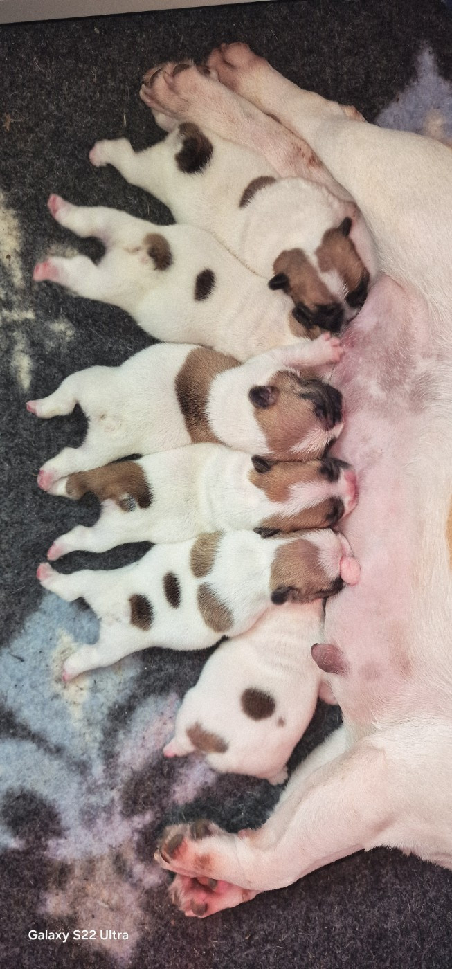 Chiot Bouledogue français du Domaine d'urkantys