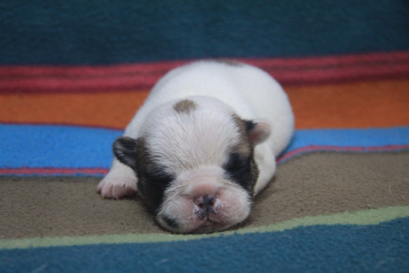 du Domaine d'urkantys - Chiots disponibles - Bouledogue français