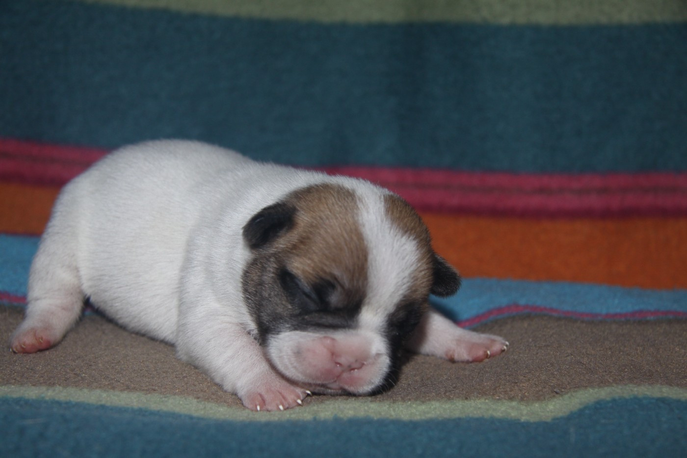 du Domaine d'urkantys - Chiots disponibles - Bouledogue français