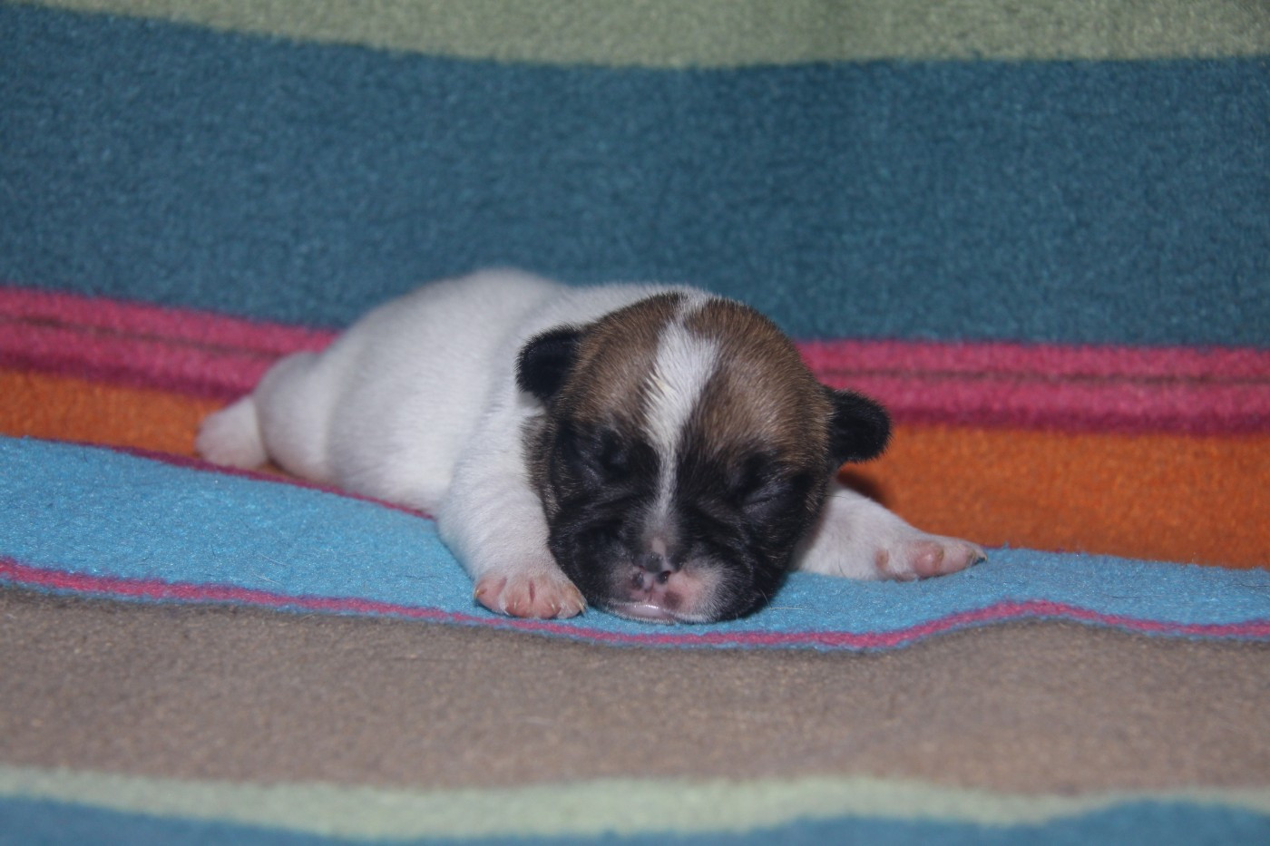 du Domaine d'urkantys - Chiots disponibles - Bouledogue français