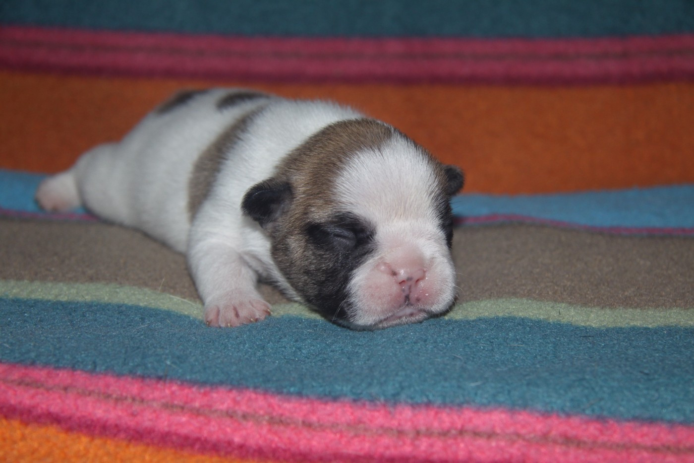 du Domaine d'urkantys - Chiots disponibles - Bouledogue français