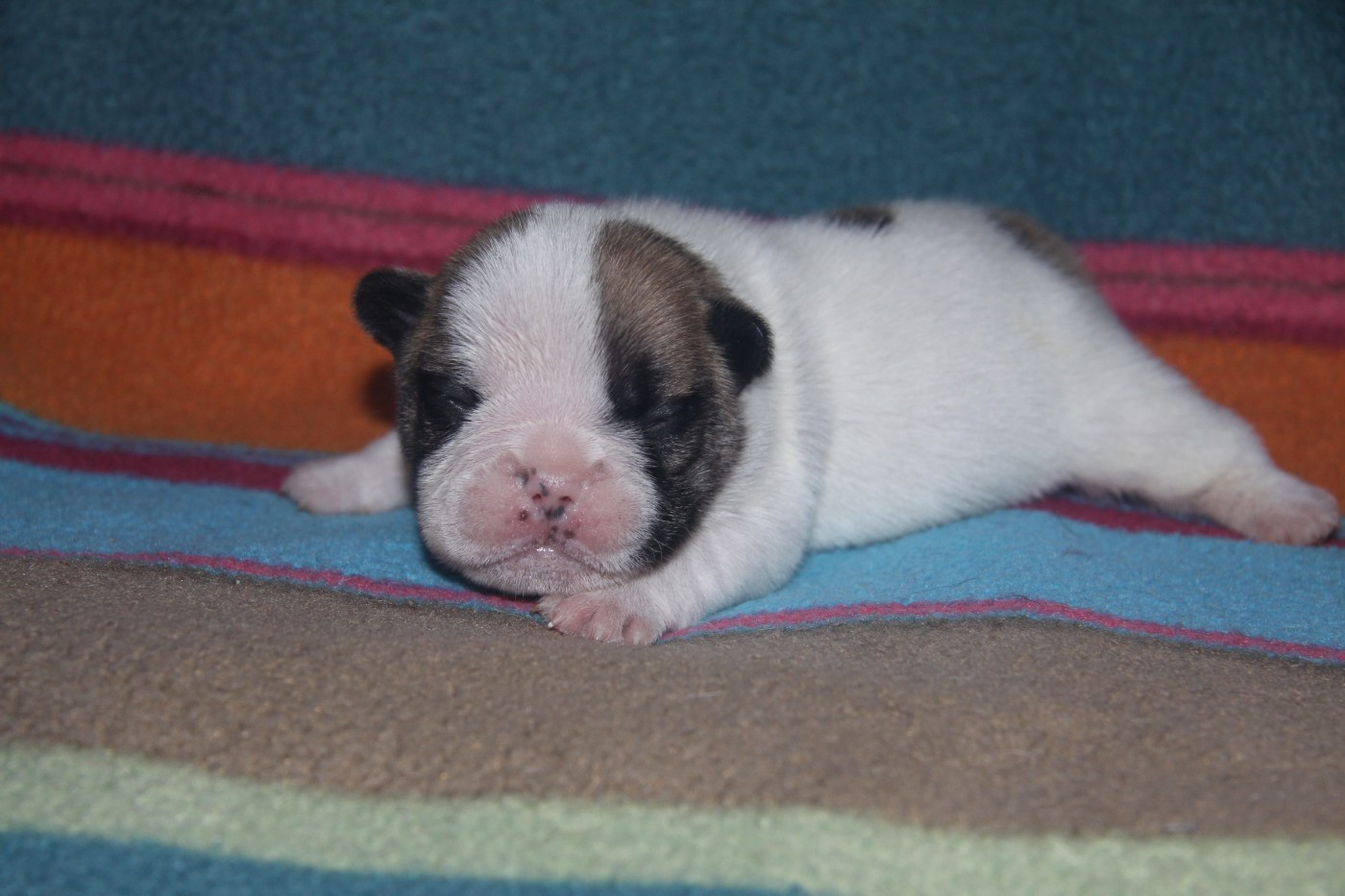 du Domaine d'urkantys - Chiots disponibles - Bouledogue français