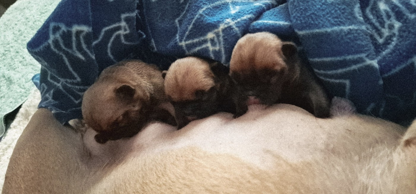 Chiot Bouledogue français du Domaine d'urkantys
