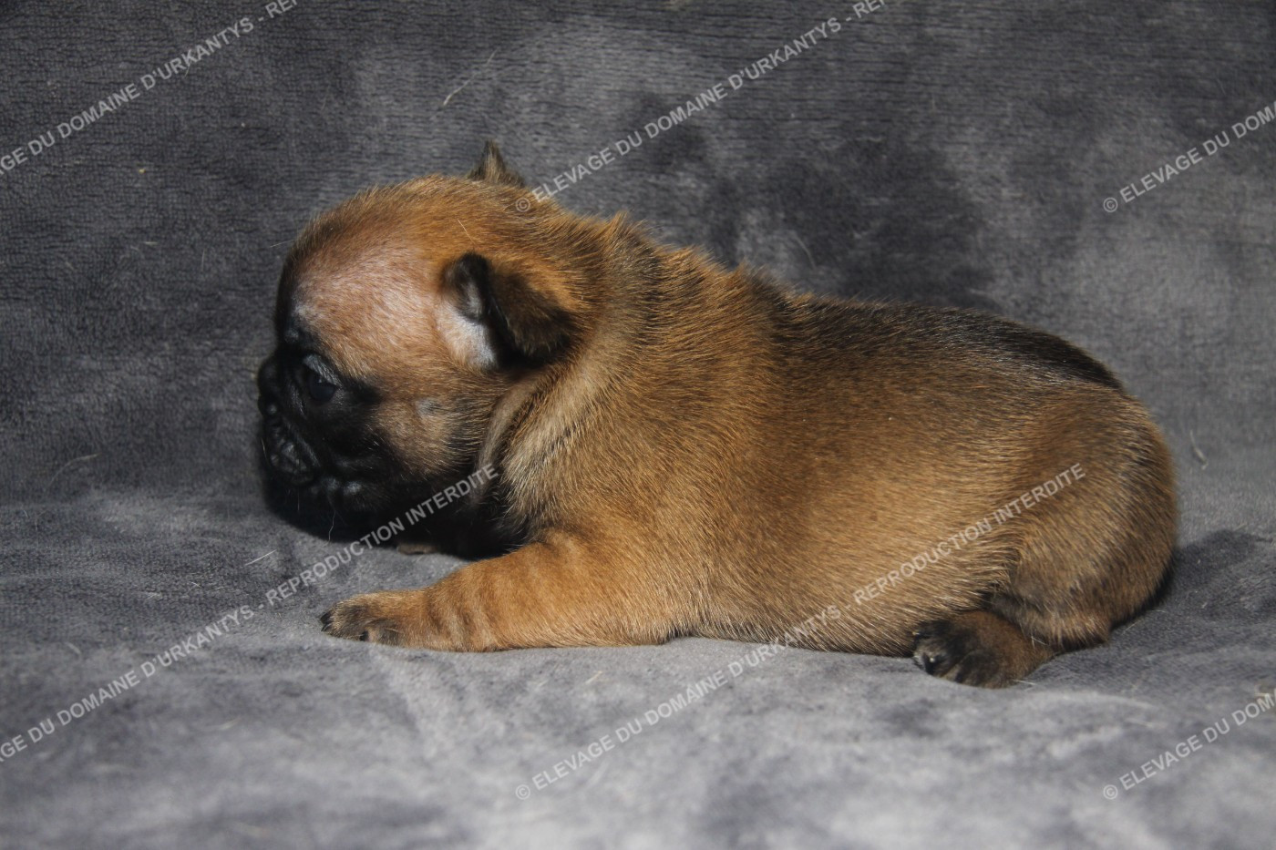 du Domaine d'urkantys - Chiots disponibles - Bouledogue français
