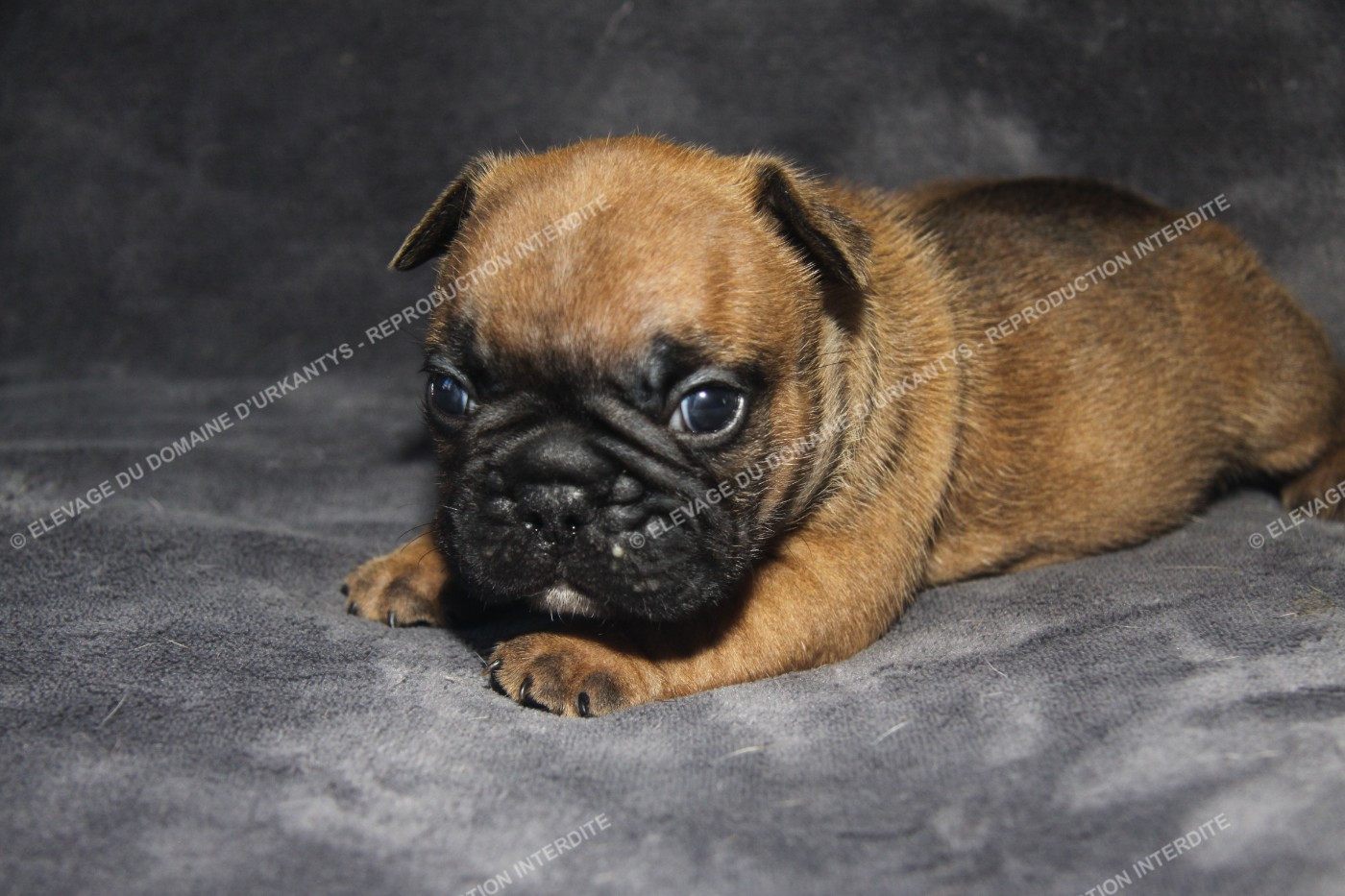 du Domaine d'urkantys - Chiots disponibles - Bouledogue français