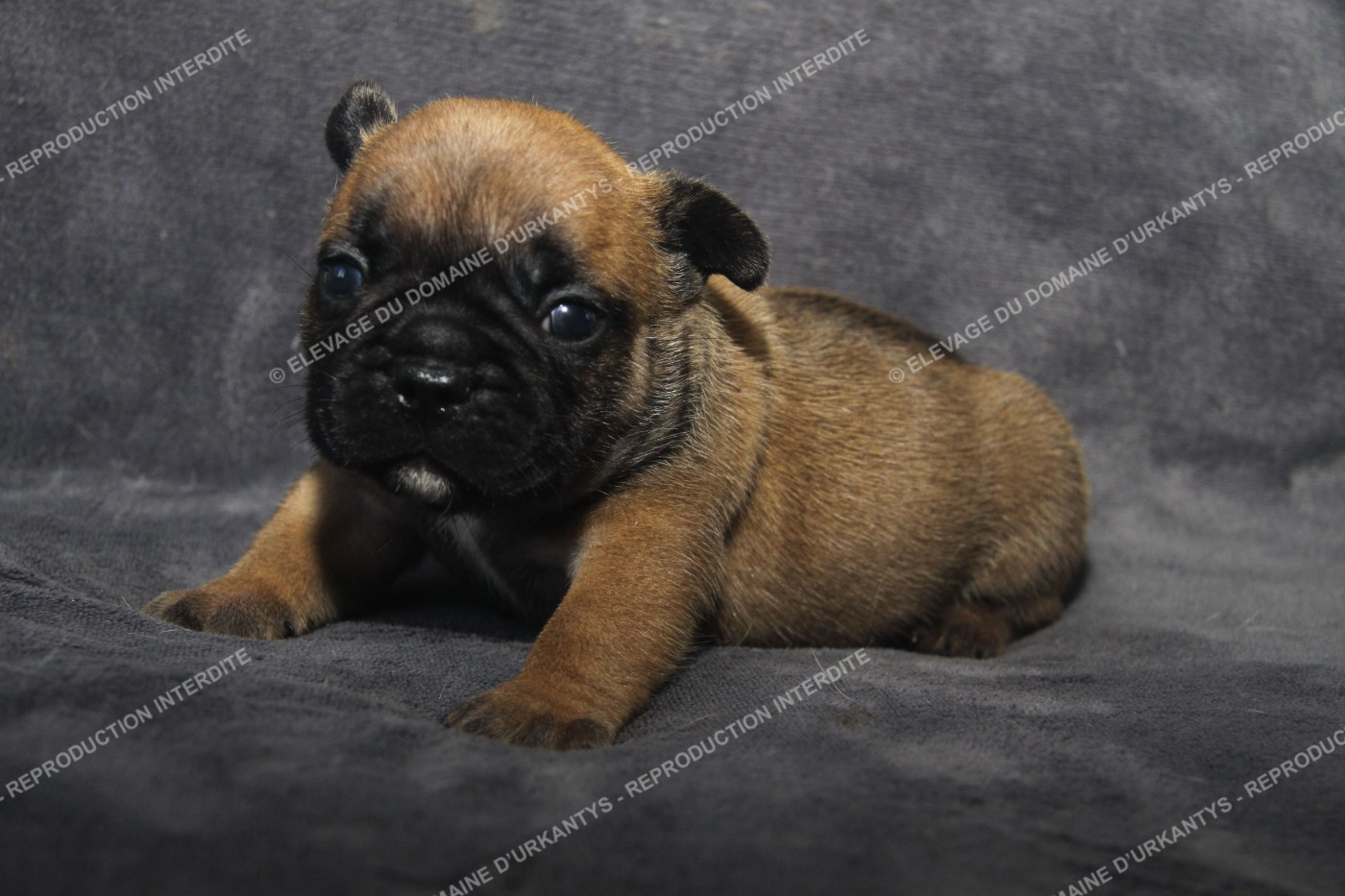 du Domaine d'urkantys - Chiots disponibles - Bouledogue français