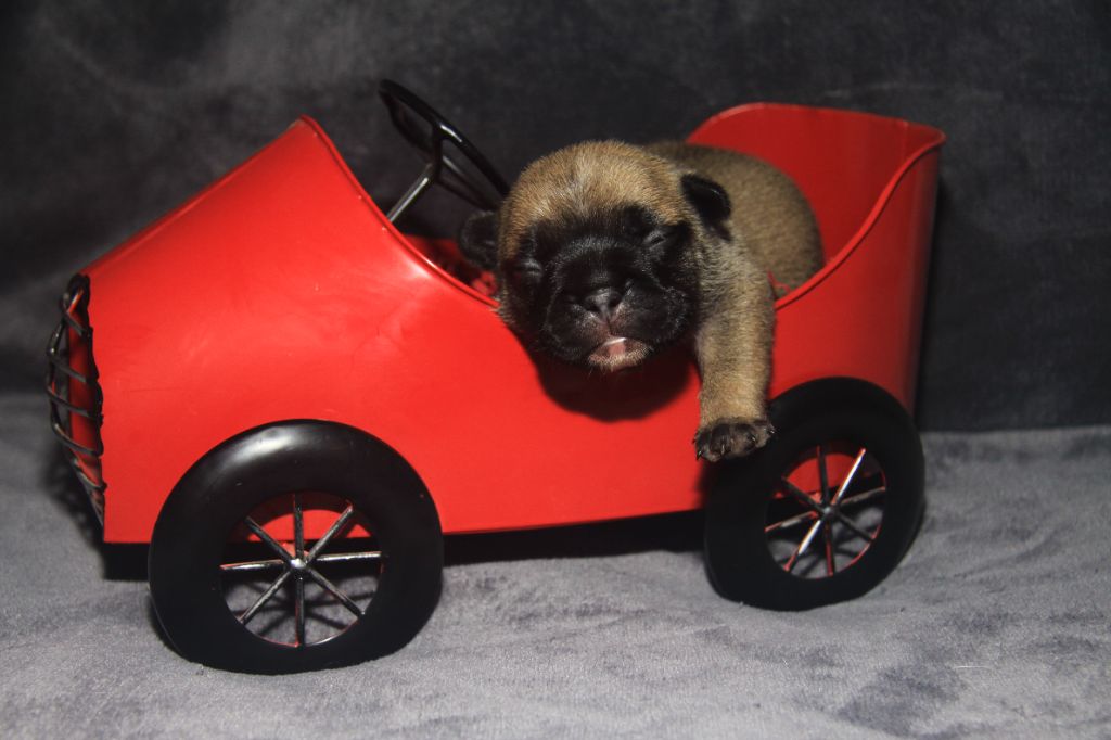 du Domaine d'urkantys - Chiots disponibles - Bouledogue français