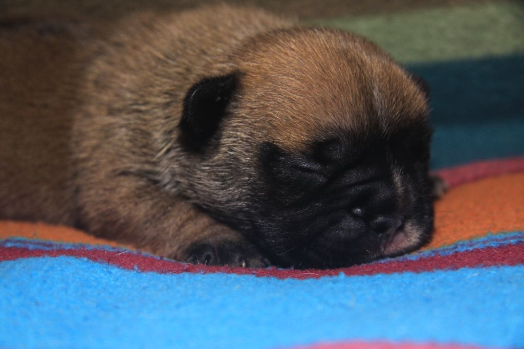 du Domaine d'urkantys - Chiots disponibles - Bouledogue français